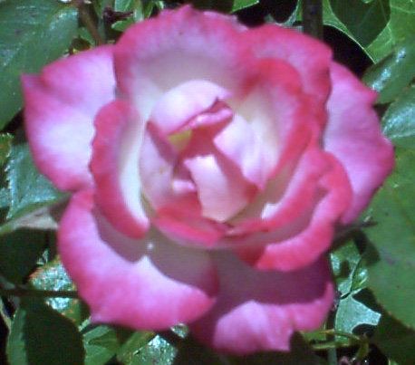Kimberly Mathews Massage Therapy
www.kitmathews.ma