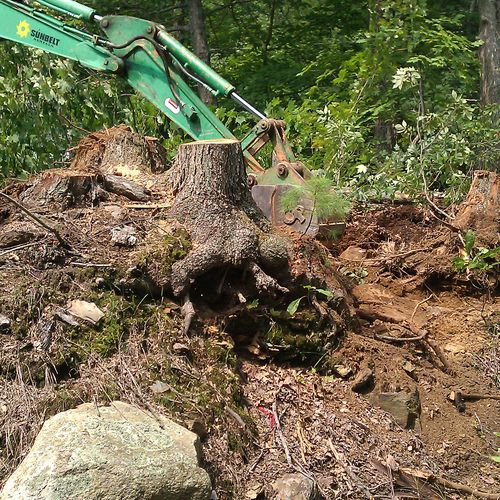 removing large stump in northboro