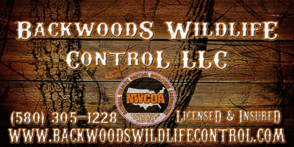 Backwoods Wildlife Control