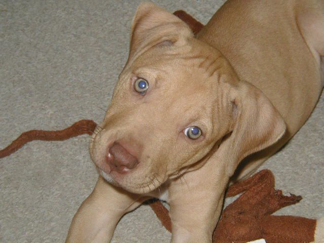 Good Mocha!  Another beautiful, well-behaved pitbu