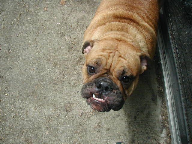 Lola is a well behaved pup!