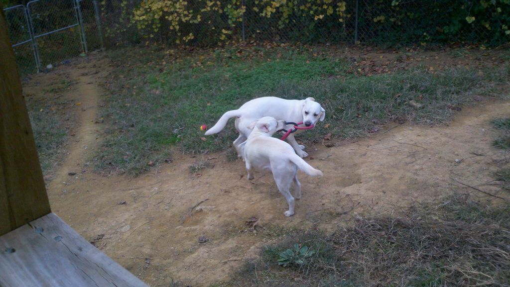 Sport and Sugar playing in the large fenced-in yar