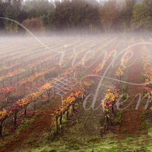 Morning mist in autumn vineyard. Living in Sonoma 