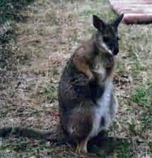 Rudy the Wallaby