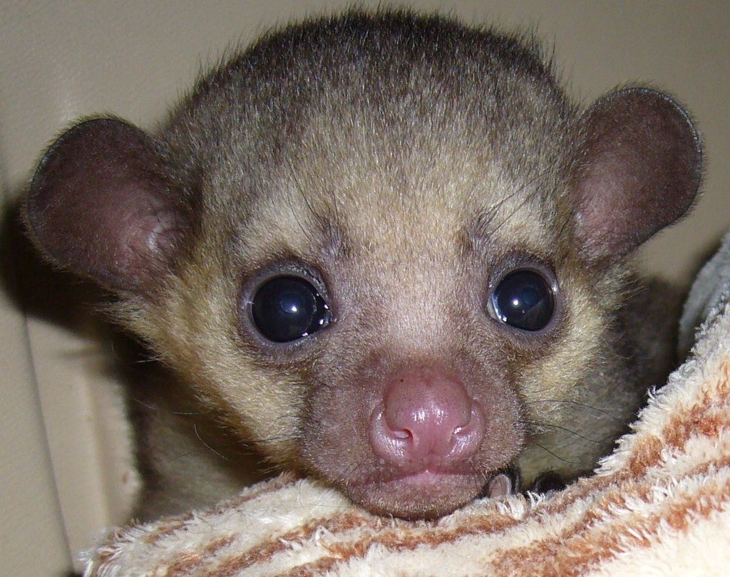 Olivia the Kinkajou