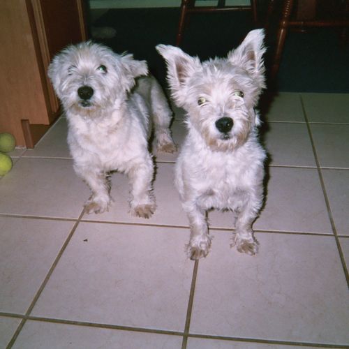 Client's pets: Winney & Agnes