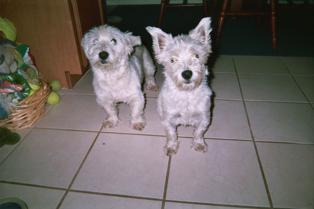 Client's pets: Winney & Agnes