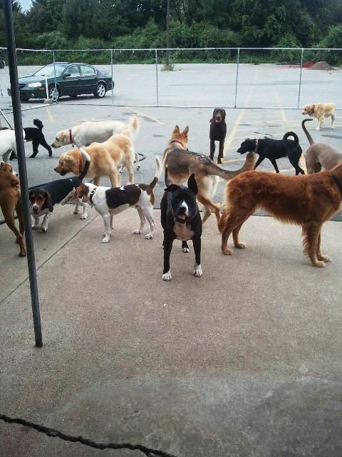 Our pack outside enjoying the weather