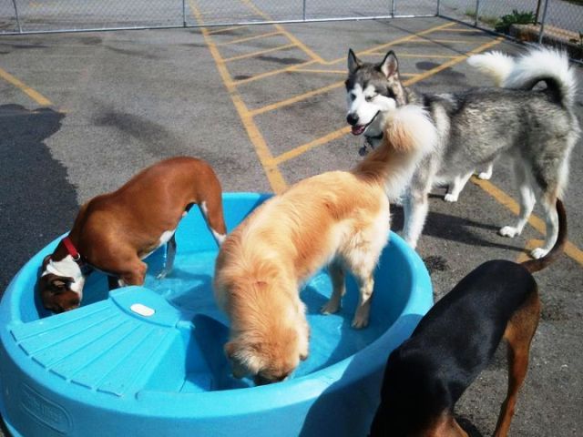 Everyone LOVES the pools