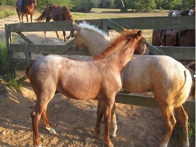 New Fox Trotter colts to train at Bucks and Spurs 