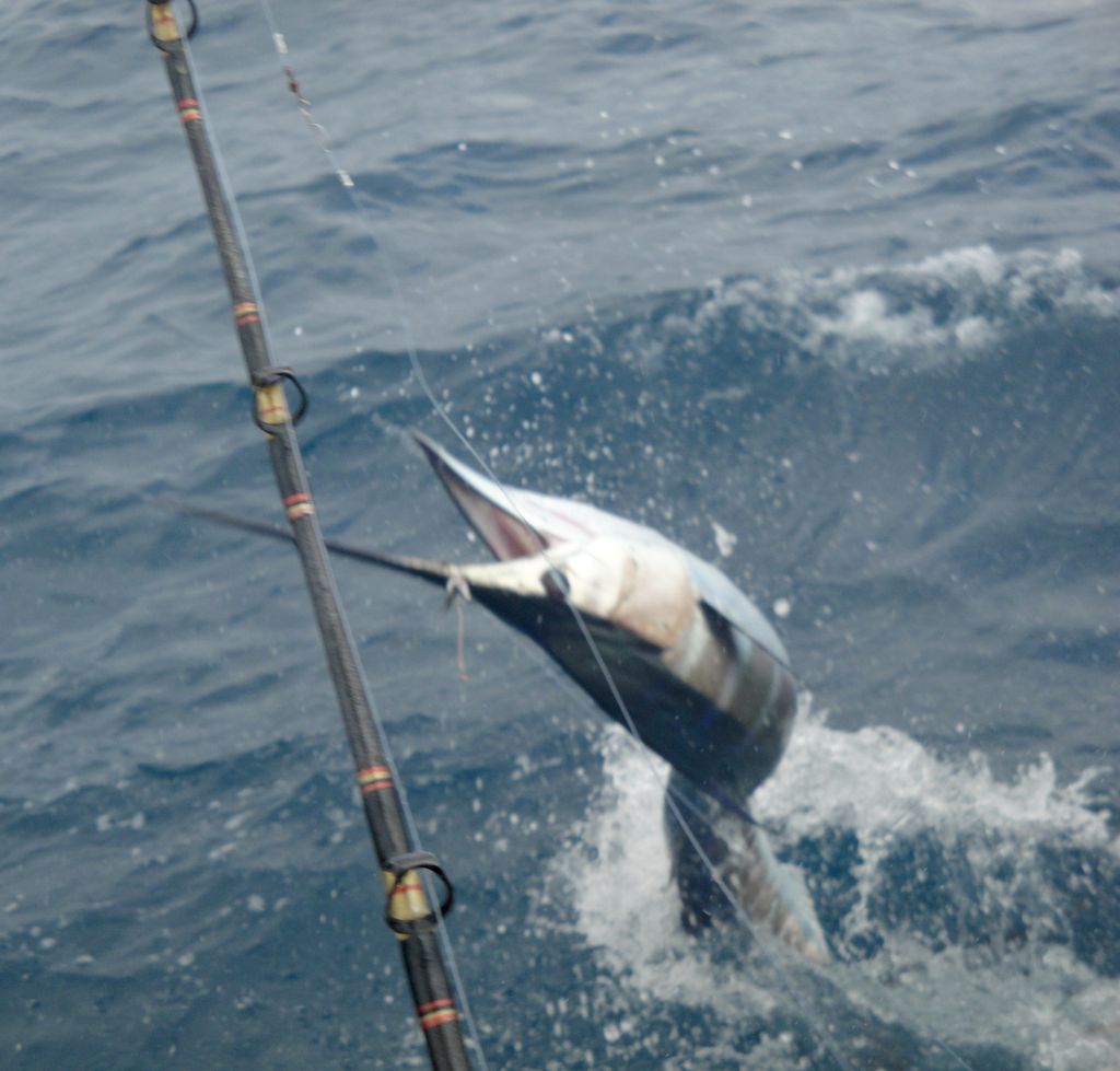 Osprey Charter Fishing in FL
