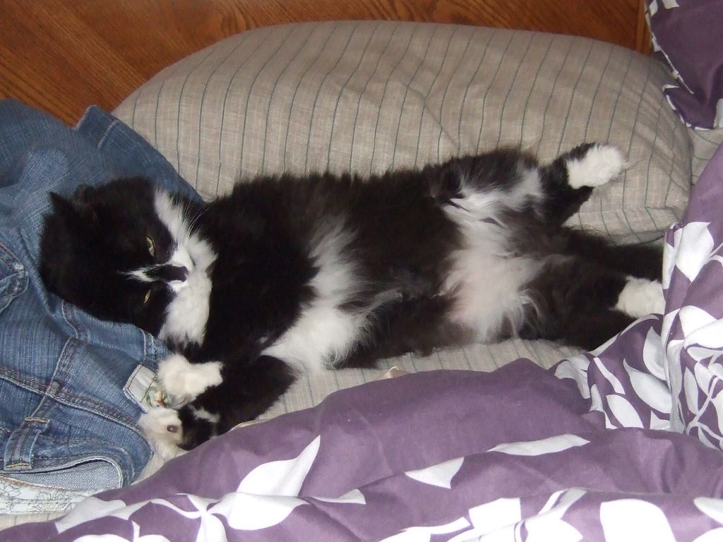 LITTLE KITTY