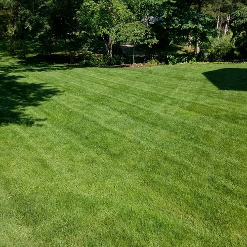 Actual Client Lawn in August 2017