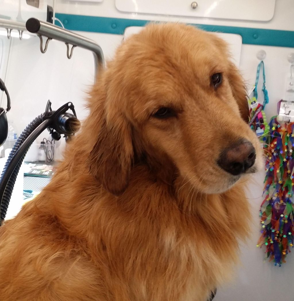 Hunter the sweet service dog