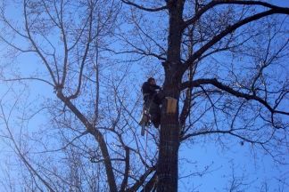 Climber limbing tree to be taken down.