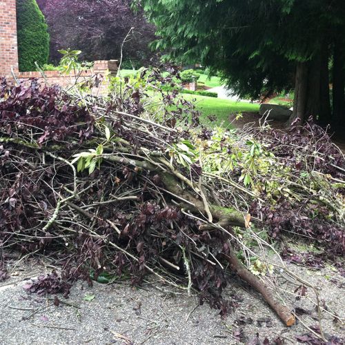 Yard Debris Removal - before, Woodinville Area