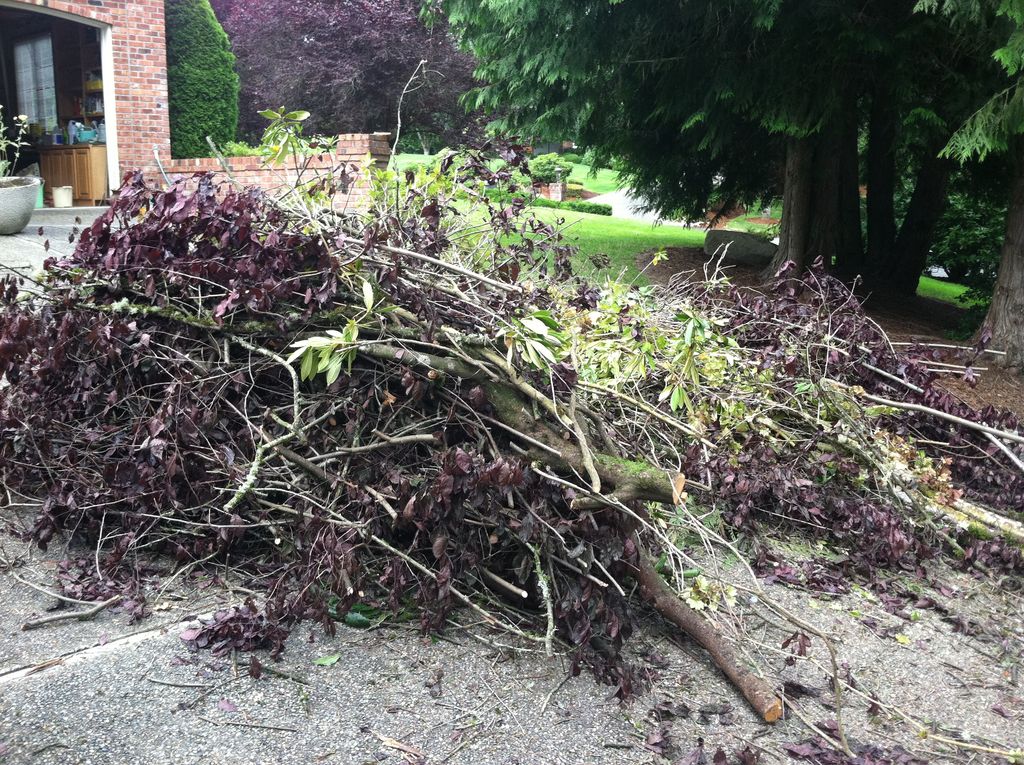 Yard Debris Removal - before, Woodinville Area