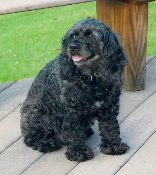 My current dog (and best friend) Aja.