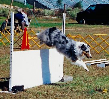 Shadow, the Sheltie, performing the retrieve over 