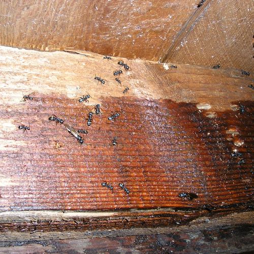 Carpenter Ants being forced out of this beam durin