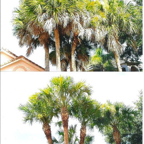 Cabbage Palms