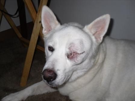 Sammy, my dog!