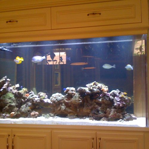 300 gal. Reef in kitchen
designed and installed