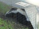 Skunk Control- This skunk was trapping in San Dieg