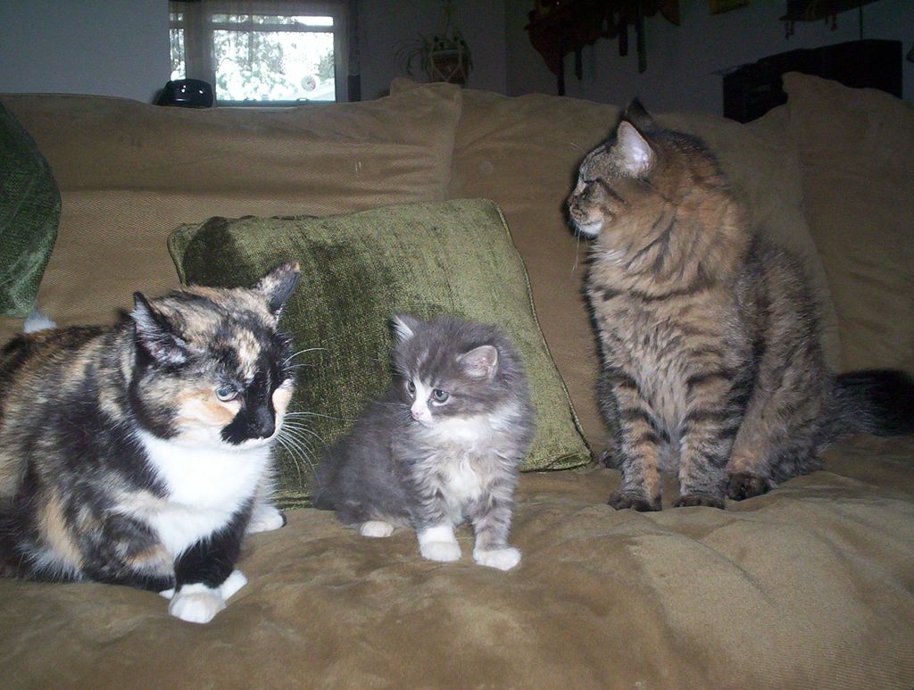 I'm no stranger to cats: This is a sampling of cat