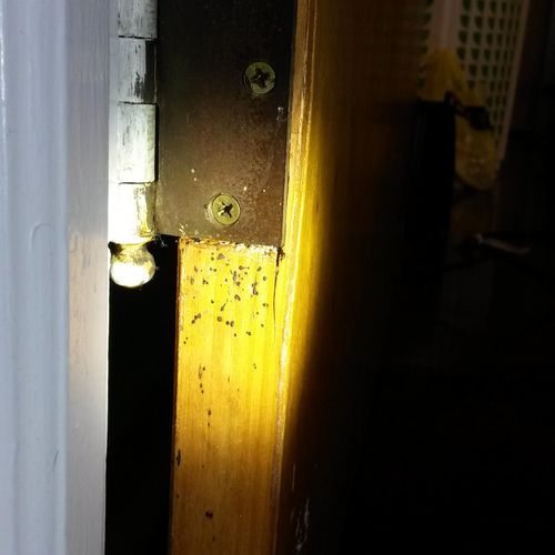 Bedbug infested door hinge