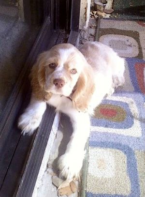 This is the newest addition to Perfect Paws. Meet 