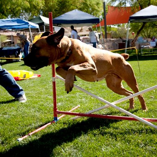 Agility class for Beginners and the more experienc