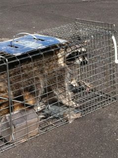 This 40lb raccoon was caught trying to get into so