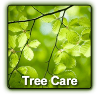 TREE & PLANT HEALTH CARE - Identify  plants on the