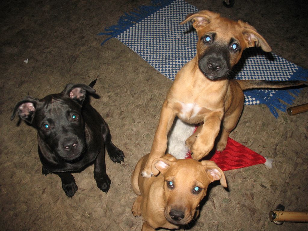 L>R: Stewie, Tucker & JoJo 4 mo old