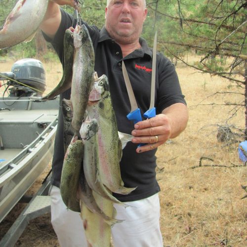 A nice limit of 16 to 21 inch Rainbow Trout from a