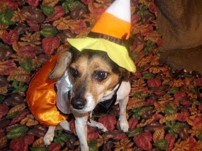 Roxy went trick or treating, did your dog?
