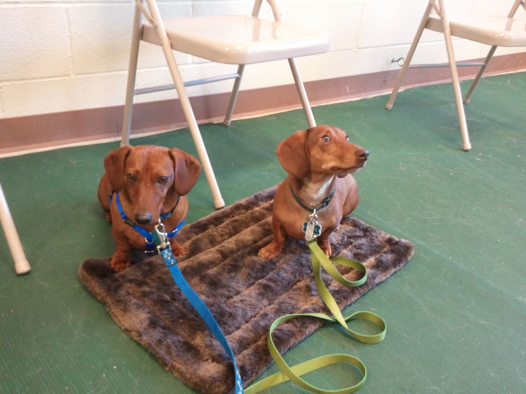 Bernhardt and Duke earn their CGC's!