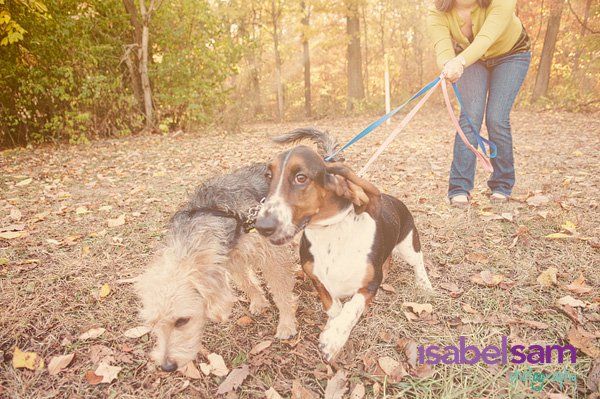 Family portrait session with puppies at a park