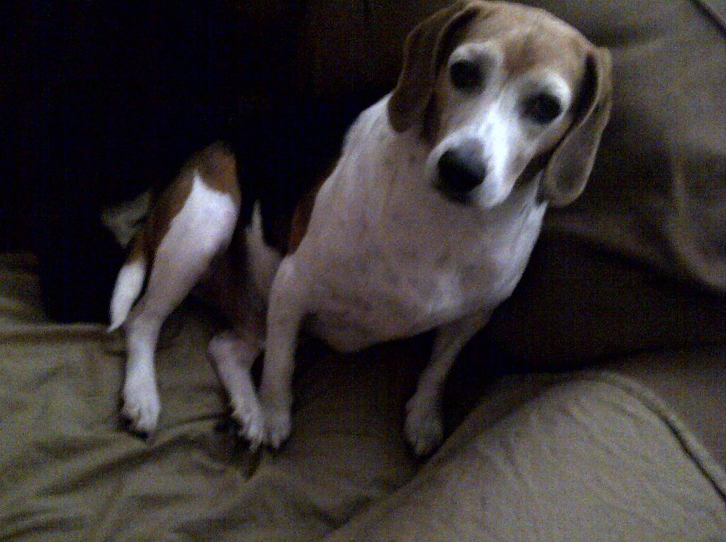 Bowser is a sweetheart! Mild disposition and an al