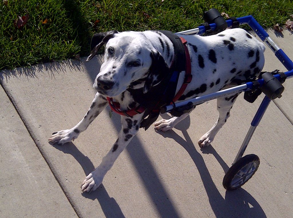 This is Domino, I took care of him until his recen