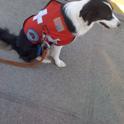 We teach all breeds for search and rescue as well 