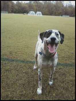 Running at the park for the best game of fetch...e