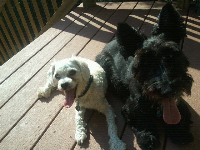 Henry and Jax
