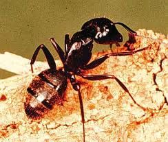 Carpenter Ant (large), Commonly the largest of the