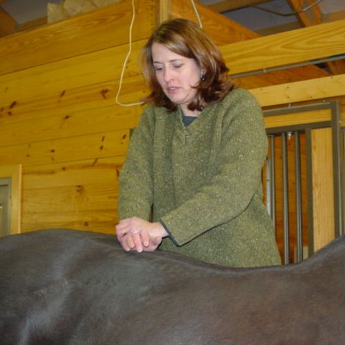 Horse being treated with chiropractic.