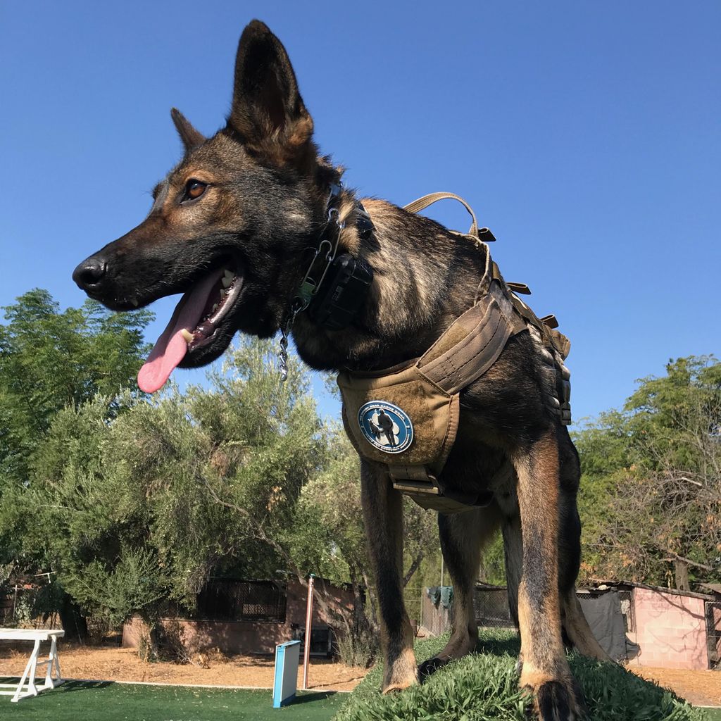 Working Dogs For Warriors, Corp.