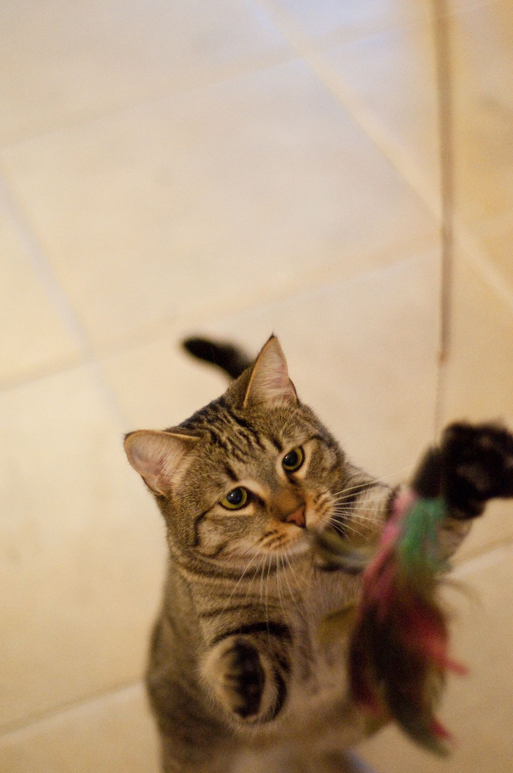 Playing with Creampuff