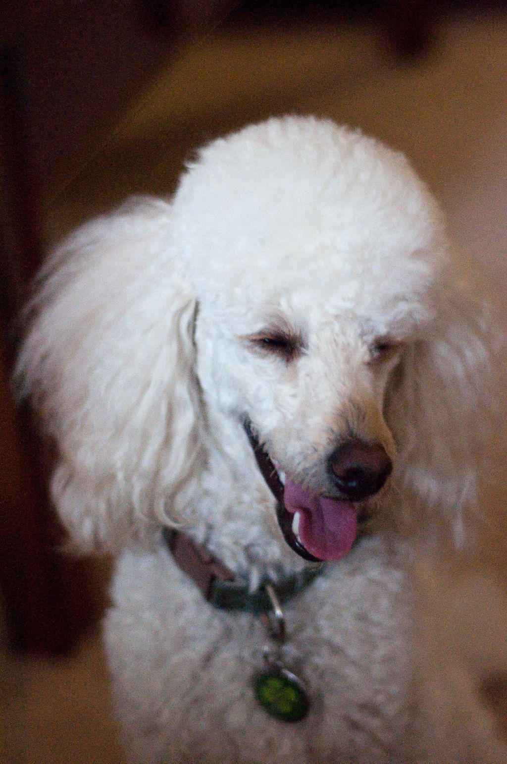 Happy pets make for happy pet sitters!