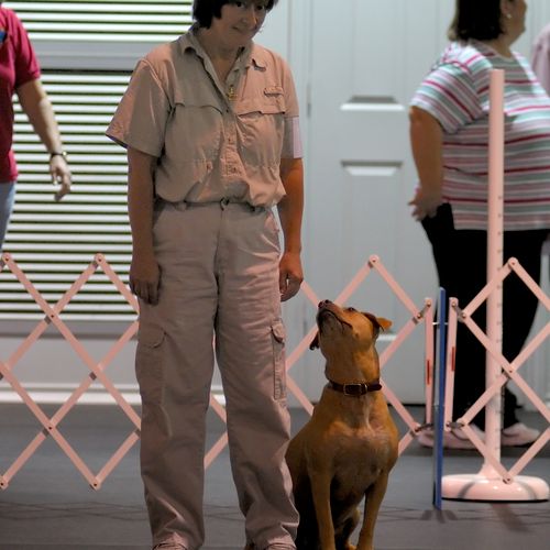 Trainer in show ring with Amstaff
